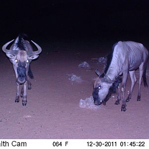 Trail Camera Namibia