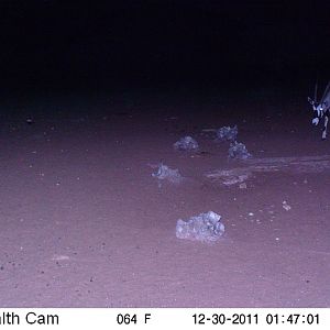 Trail Camera Namibia