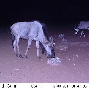 Trail Camera Namibia