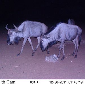 Trail Camera Namibia