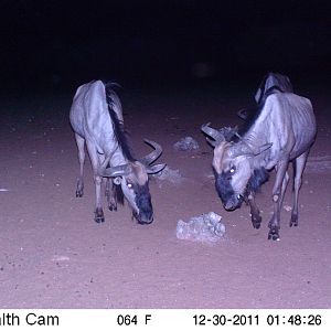 Trail Camera Namibia