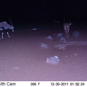 Trail Camera Namibia