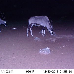 Trail Camera Namibia