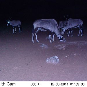 Trail Camera Namibia