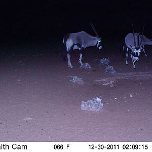 Trail Camera Namibia