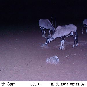 Trail Camera Namibia