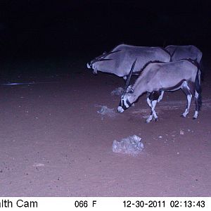 Trail Camera Namibia