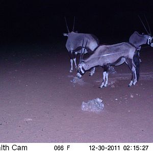 Trail Camera Namibia