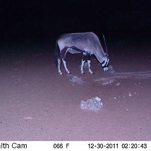 Trail Camera Namibia