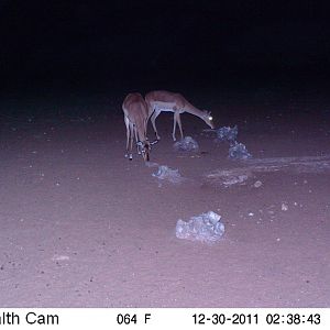 Trail Camera Namibia