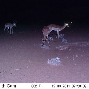 Trail Camera Namibia