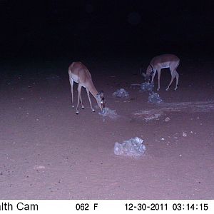 Trail Camera Namibia