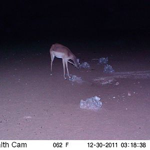 Trail Camera Namibia