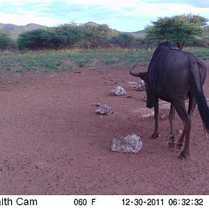 Trail Camera Namibia