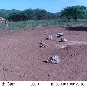 Trail Camera Namibia