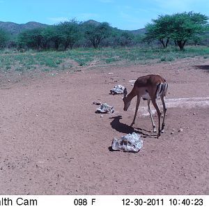 Trail Camera Namibia