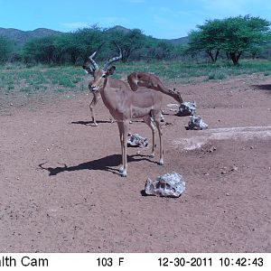 Trail Camera Namibia