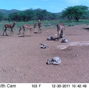 Trail Camera Namibia