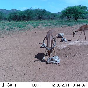 Trail Camera Namibia