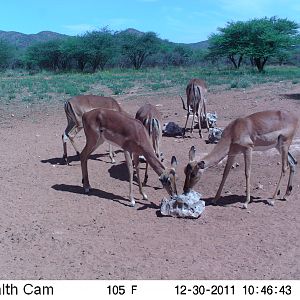 Trail Camera Namibia