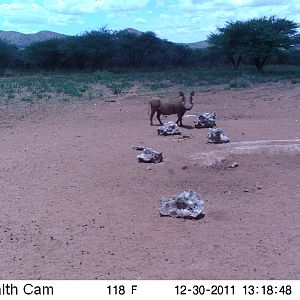 Trail Camera Namibia