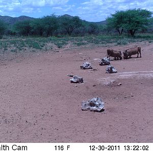 Trail Camera Namibia