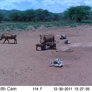 Trail Camera Namibia