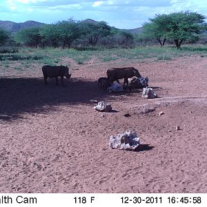 Trail Camera Namibia