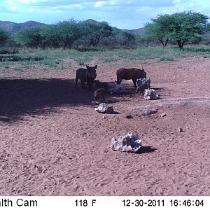 Trail Camera Namibia