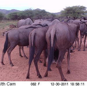 Trail Camera Namibia