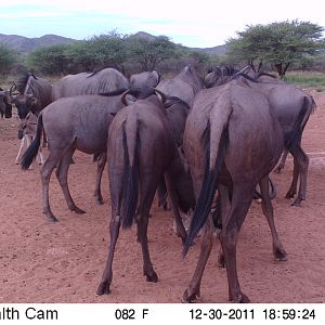 Trail Camera Namibia