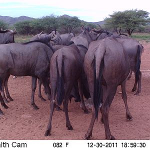 Trail Camera Namibia