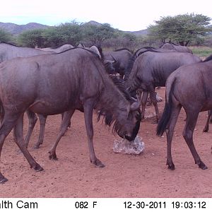 Trail Camera Namibia