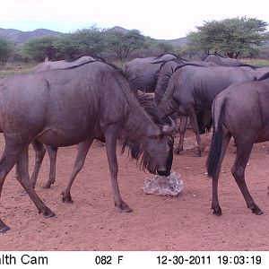 Trail Camera Namibia