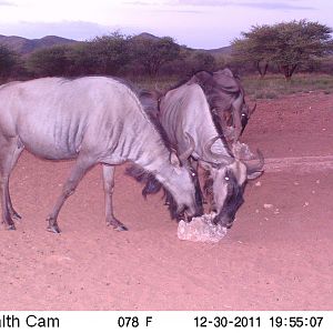 Trail Camera Namibia