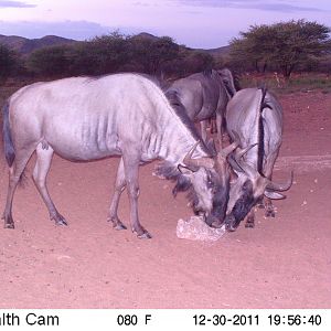 Trail Camera Namibia