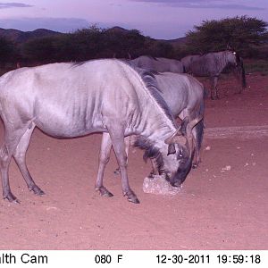 Trail Camera Namibia