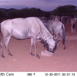 Trail Camera Namibia