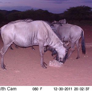 Trail Camera Namibia