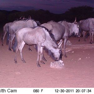 Trail Camera Namibia