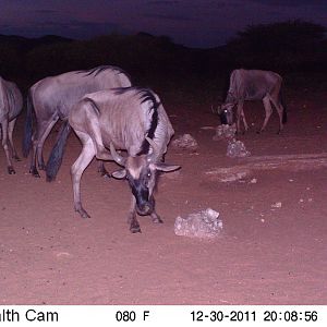 Trail Camera Namibia