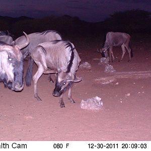 Trail Camera Namibia