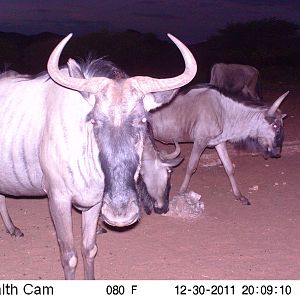 Trail Camera Namibia