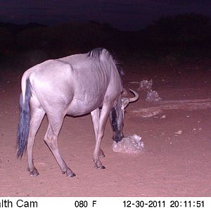 Trail Camera Namibia