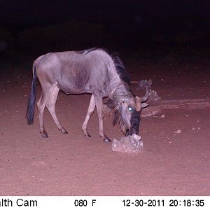 Trail Camera Namibia