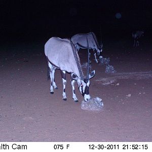 Trail Camera Namibia