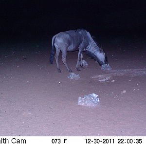 Trail Camera Namibia