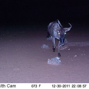 Trail Camera Namibia