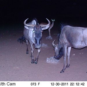 Trail Camera Namibia