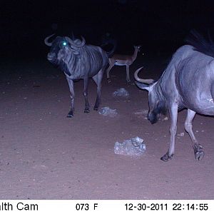 Trail Camera Namibia